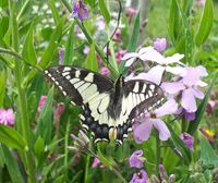 Juni 2021: Koninginnepage (Papilio machaon)